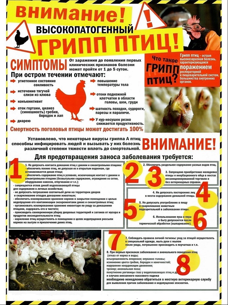 Информация «Внимание птичий грипп».